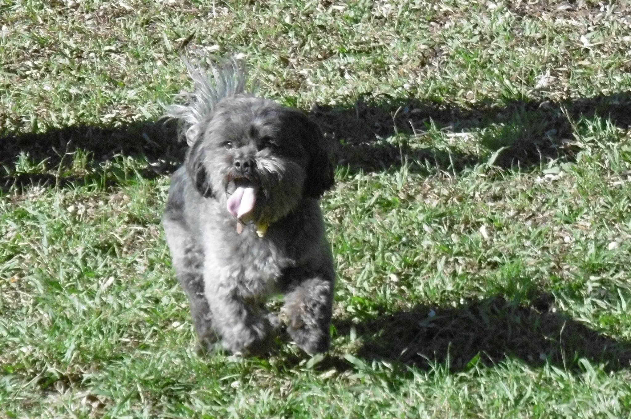 Kennel Waikato, NZ Brackendell Boarding Kennels & Cattery